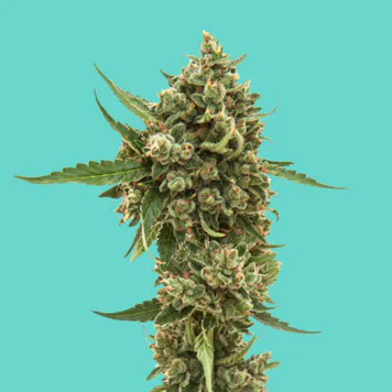 Photo of Cold Creek Kush UP20