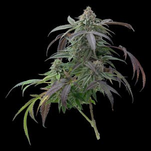 Photo of Blackberry Kush