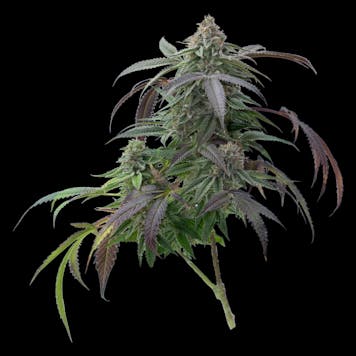 Photo of Blackberry Kush