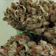 Product image for Herijuana Fem Seeds