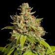 Product image for Durban Poison Feminized