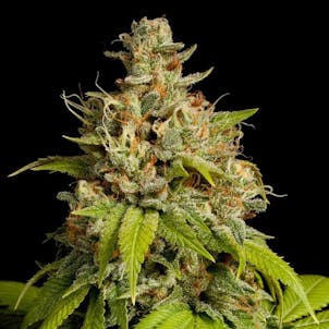 Photo of Durban Poison Feminized