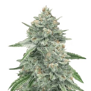 Photo of Original Glue Feminized Seeds