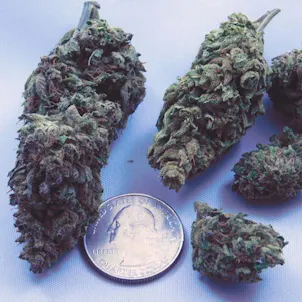 Photo of Lifter CBD Flower