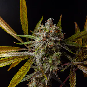 Photo of Purple Poison