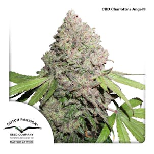 Photo of CBD Charlotte's Angel