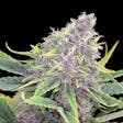 Product image for Purple Kush