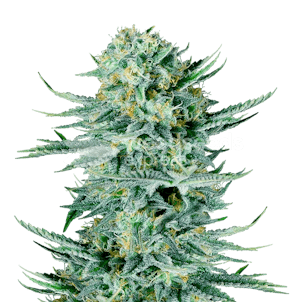 Photo of Blue Dream Autoflower Seeds
