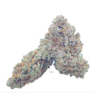 Photo of Ringo’s Gift