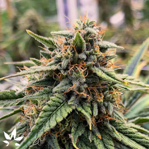 Photo of Bubba's Glue