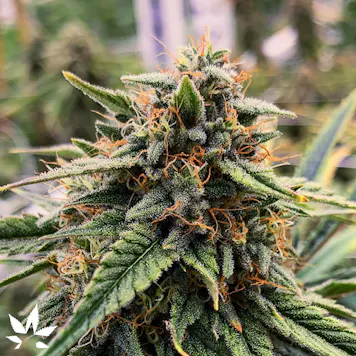 Photo of Bubba's Glue