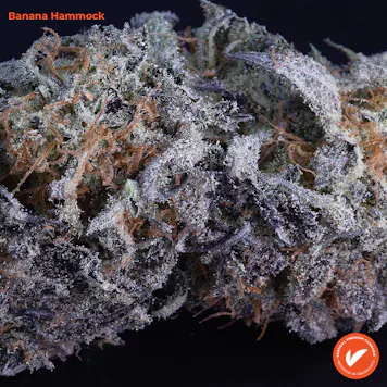 Photo of Banana Hammock