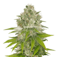 Product image for Power Kush Feminized Seeds