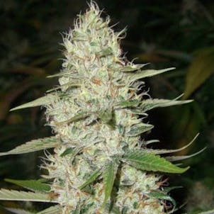 Product image for Super Silver Haze