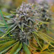 Product image for GMO Cookies Auto Fem Seeds