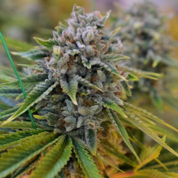 Photo of GMO Cookies Auto Fem Seeds