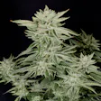 Product image for Sherbet (Hybrid)