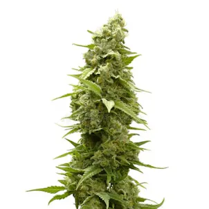 Photo of Afghan Feminized