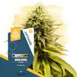 Product image for Sour Diesel by Zamnesia Seeds