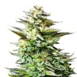 Product image for Amnesia Trance Autoflowering