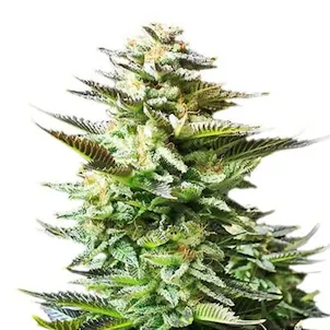 Photo of Amnesia Trance Autoflowering