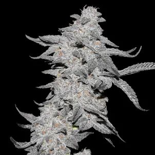 Photo of Purple Cherry Popper (Hybrid)