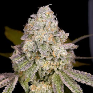 Photo of Rainbow Beltz (feminized)