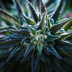 Photo of Purple Wreck (PKT)