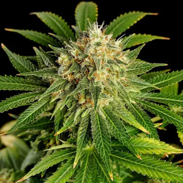 Photo of Hellfire OG