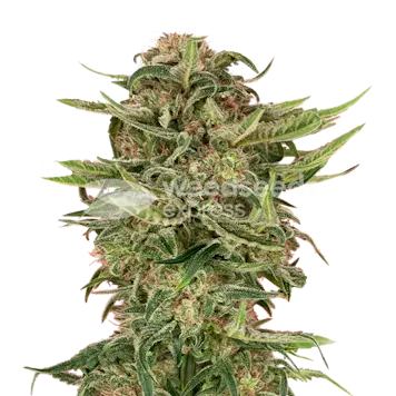 Photo of G13 Feminized Seeds
