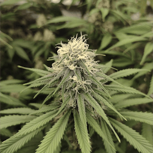 Photo of ALASKAN THUNDERFUCK - 100 PACK