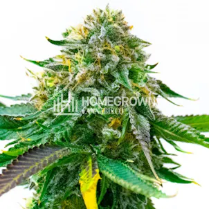 Photo of White Widow Autoflower