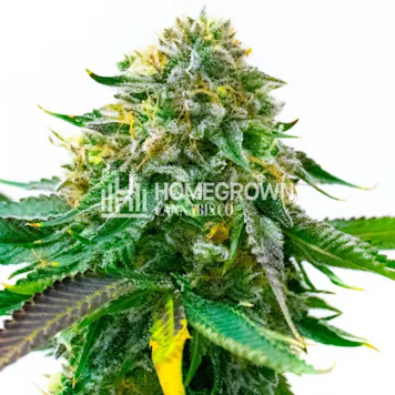 Photo of White Widow Autoflower
