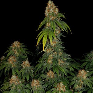 Photo of SPACE COOKIES