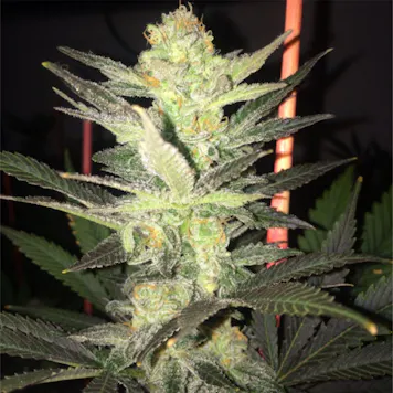 Photo of Super Silver Haze