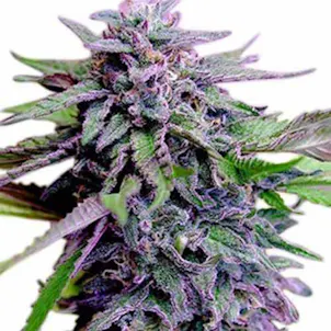 Photo of Granddaddy Purps Marijuana Seeds By TheSeedPharm.com