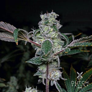 Photo of Garlic Mints