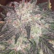 Product image for BUBBA KUSH – SINGLE SEED