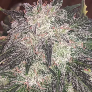 Photo of BUBBA KUSH – SINGLE SEED
