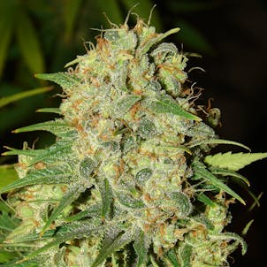 Photo of Master Kush regular seeds x5