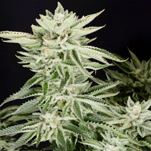 Photo of Sherbet Punch (Sativa)