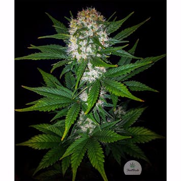 Photo of Mexican Airlines