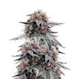 Purple Urkle Feminized Seeds