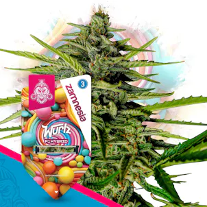 Photo of Wurlz F1 Automatic by Zamnesia Seeds