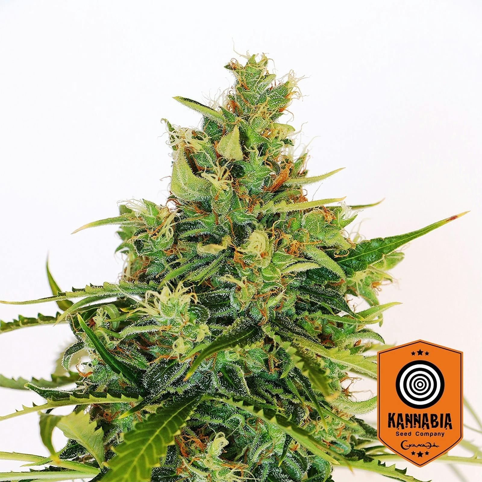 Kannabia Seeds: AMNESI-K LEMON | Leafly