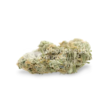 Photo of Jack Widow Feminized Seeds