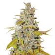 Product image for Australian Gold Feminized Seeds