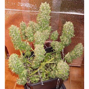 Photo of Mexican Airlines