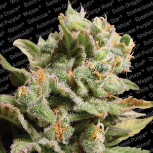 Photo of DUTCH DRAGON