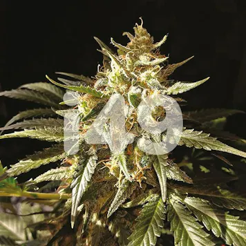 Photo of Auto Amnesia Fem